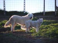 abruzzese mastiffs